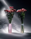 Blumen 04 - Rosa und transparente Flaschen mit zwei Bund Astern