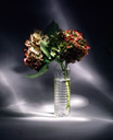 Blumen 05 - Transparente Flasche mit Hortensien