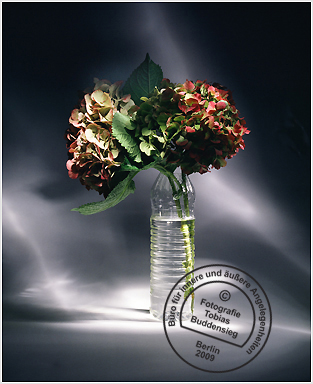 Blumen 05 - Transparente Flasche mit Hortensien