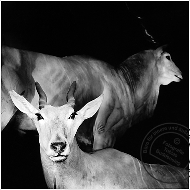 Kudu, Antilope, Museum für Naturkunde, Berlin 2002