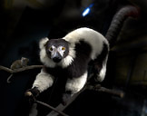 lemuren_1590