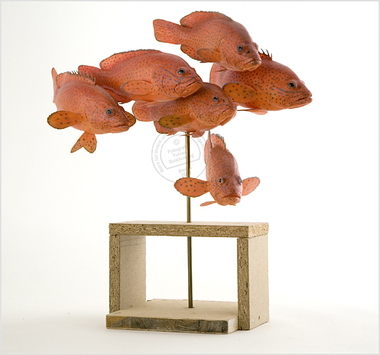 Fische, Präparat, Museum für Naturkunde