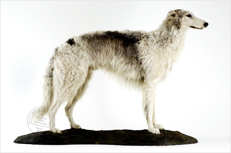 Windhund, Präparat, Museum für Naturkunde
